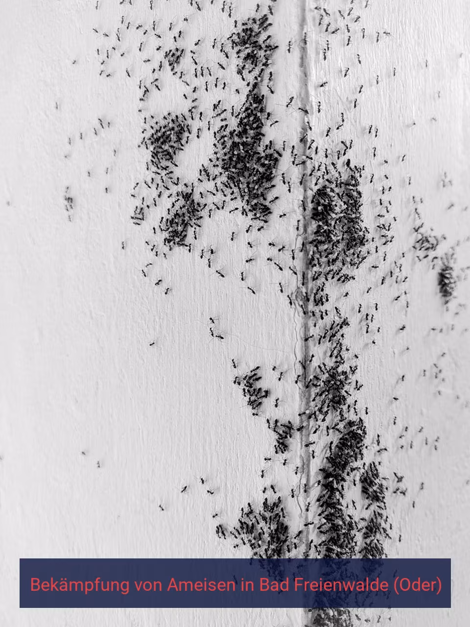 Bekämpfung von Ameisen {Stadt(city_name)