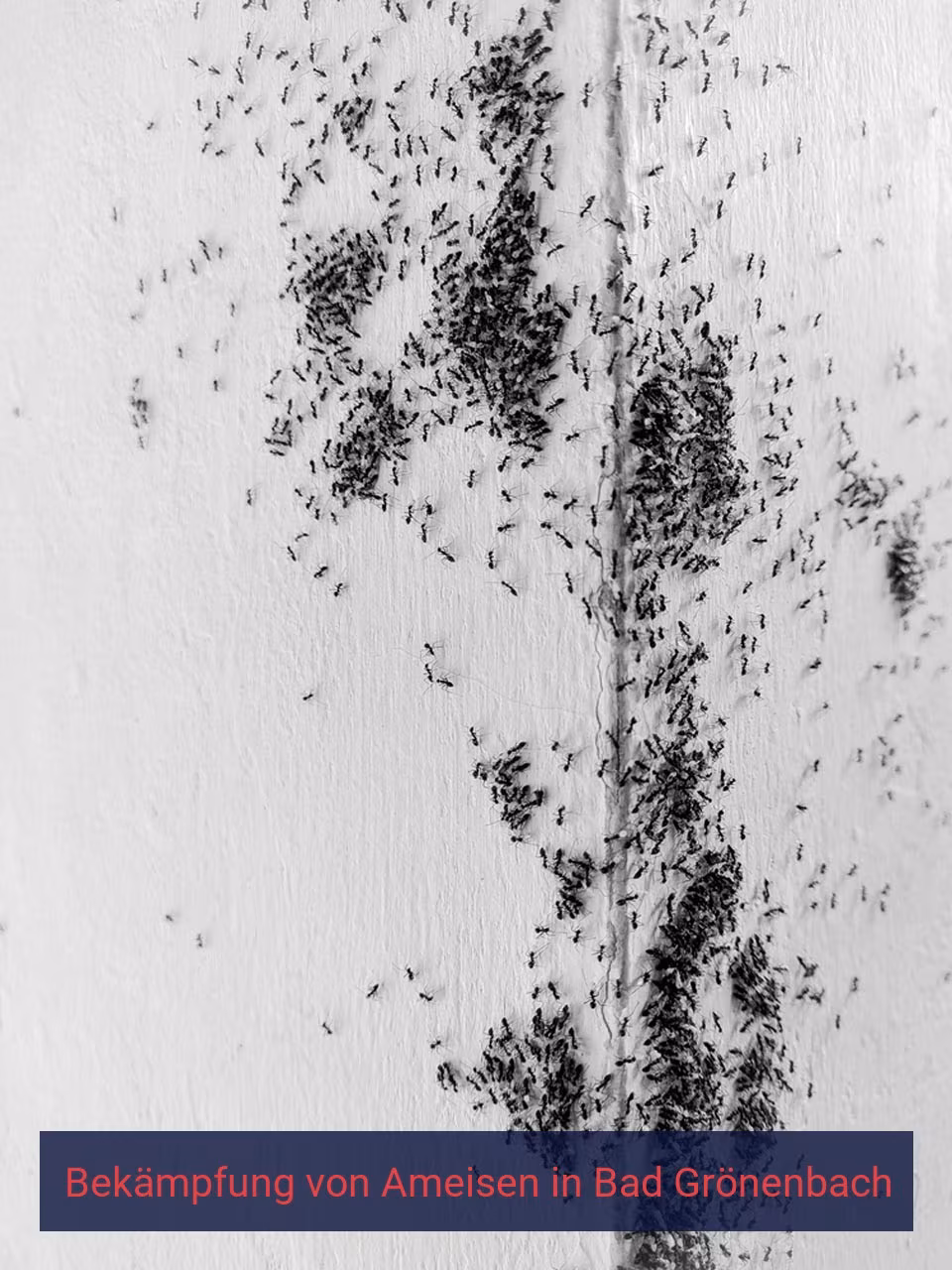 Bekämpfung von Ameisen {Stadt(city_name)