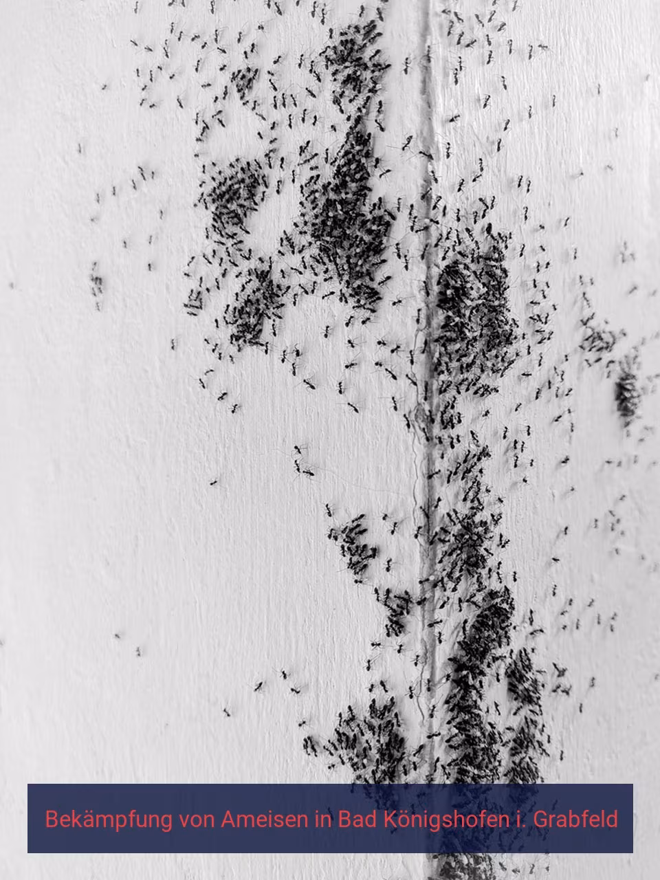 Bekämpfung von Ameisen {Stadt(city_name)