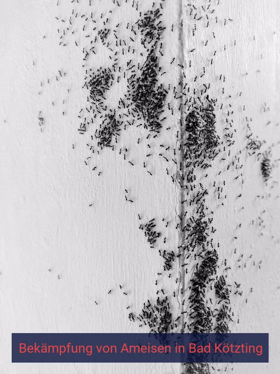 Bekämpfung von Ameisen {Stadt(city_name)