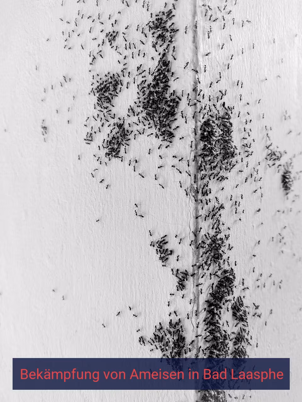 Bekämpfung von Ameisen {Stadt(city_name)