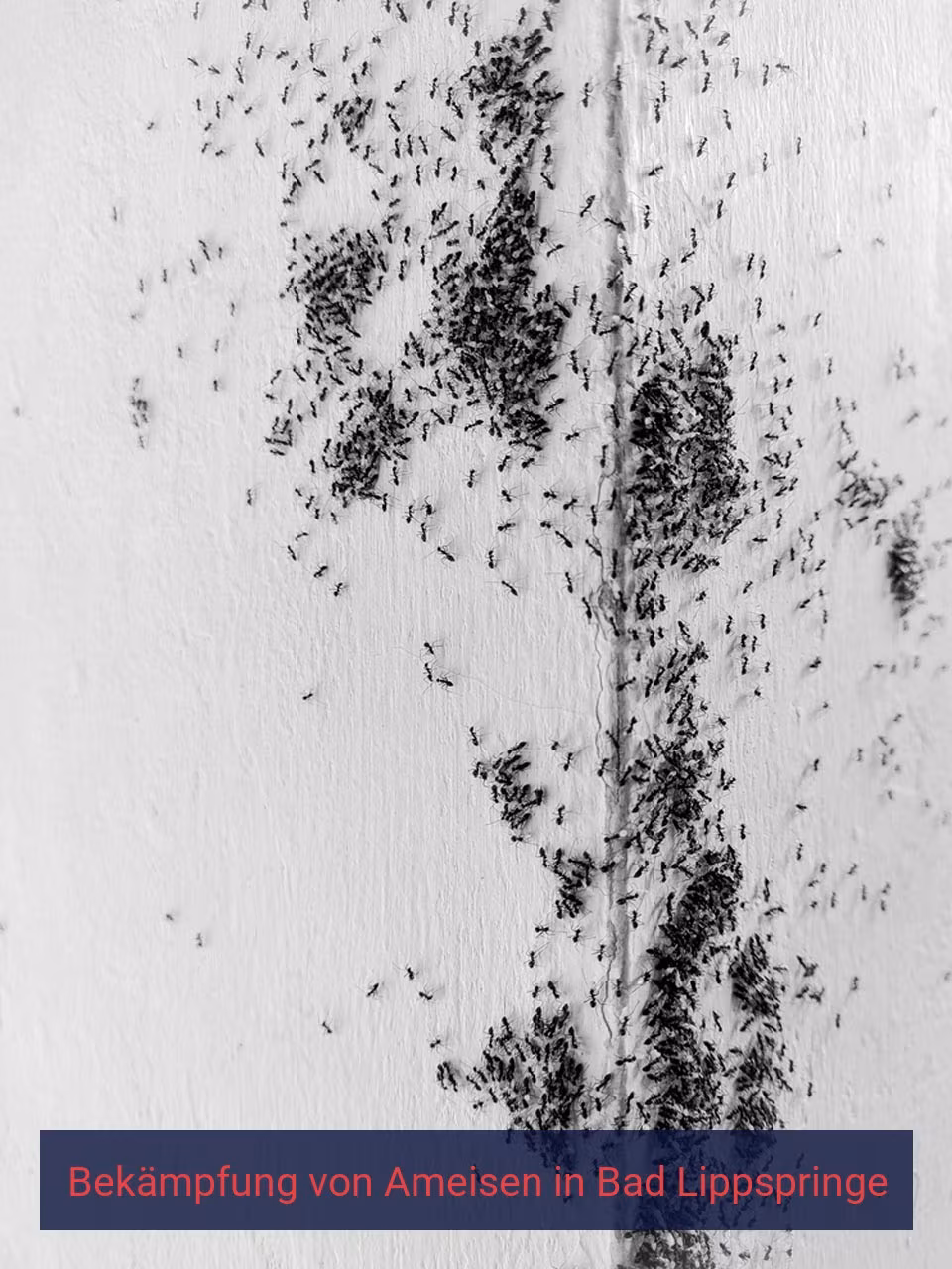 Bekämpfung von Ameisen {Stadt(city_name)