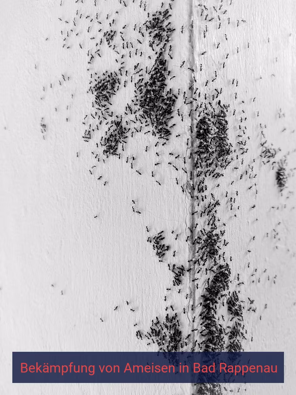 Bekämpfung von Ameisen {Stadt(city_name)