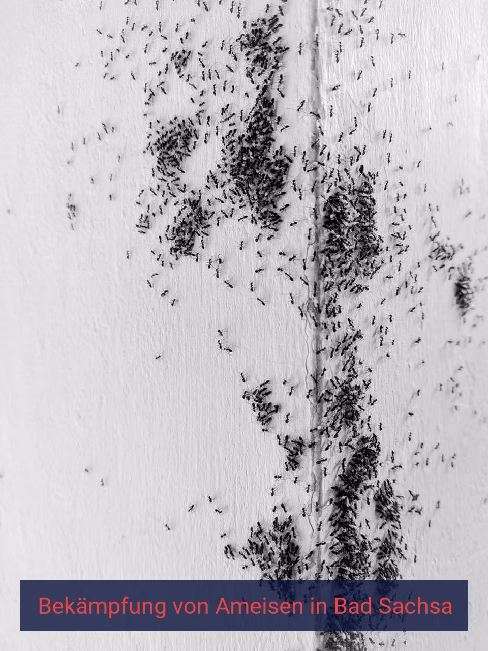 Bekämpfung von Ameisen {Stadt(city_name)