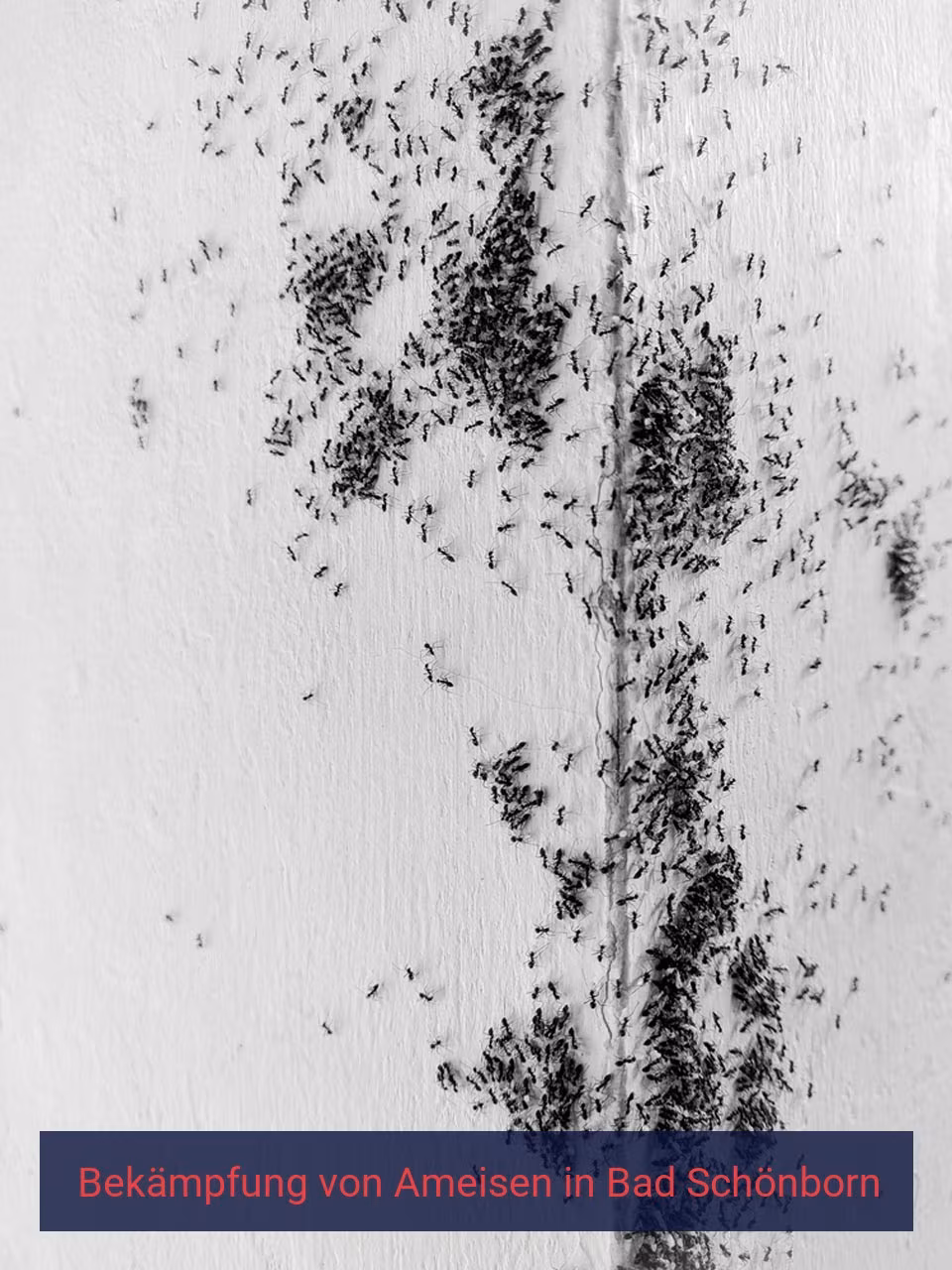 Bekämpfung von Ameisen {Stadt(city_name)