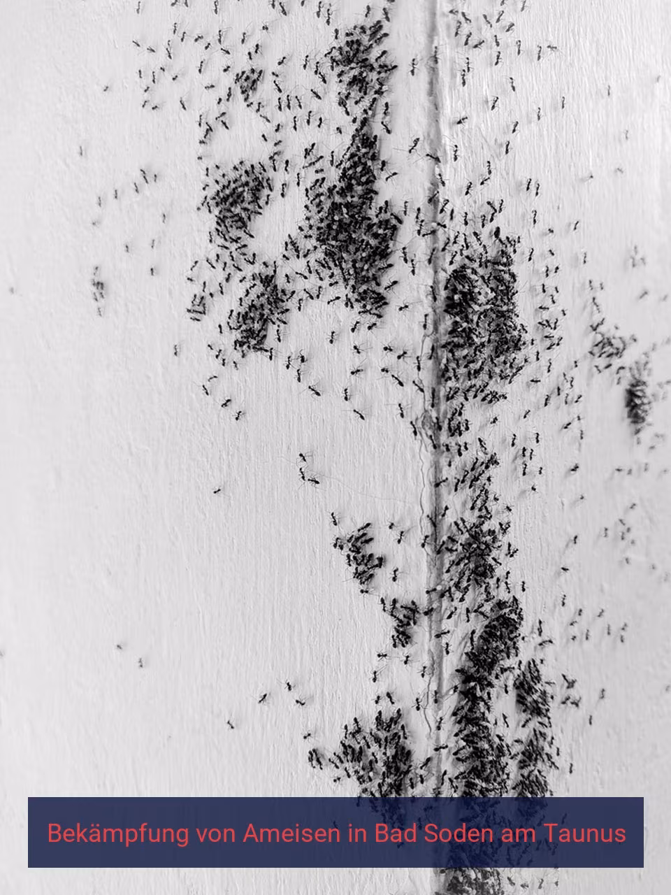 Bekämpfung von Ameisen {Stadt(city_name)