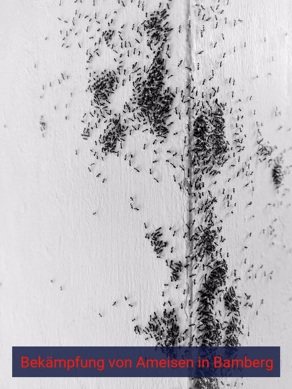 Bekämpfung von Ameisen {Stadt(city_name)