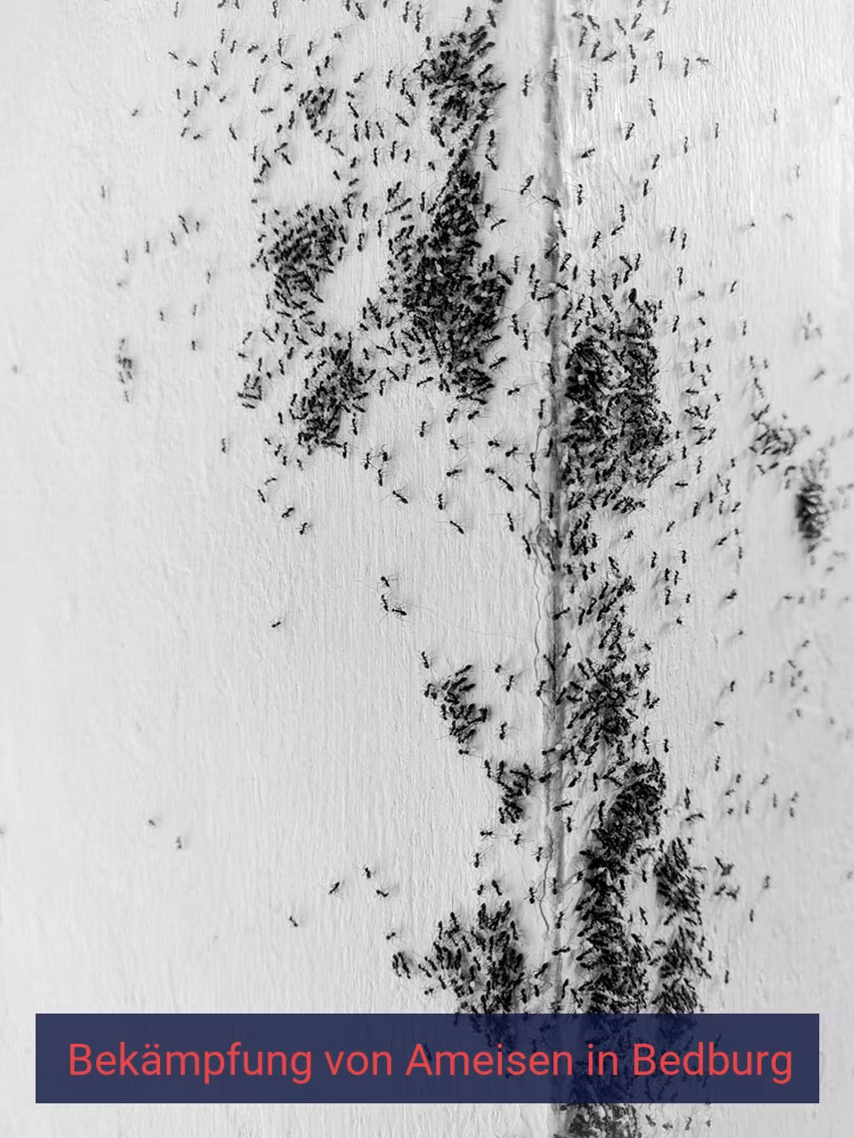Bekämpfung von Ameisen {Stadt(city_name)