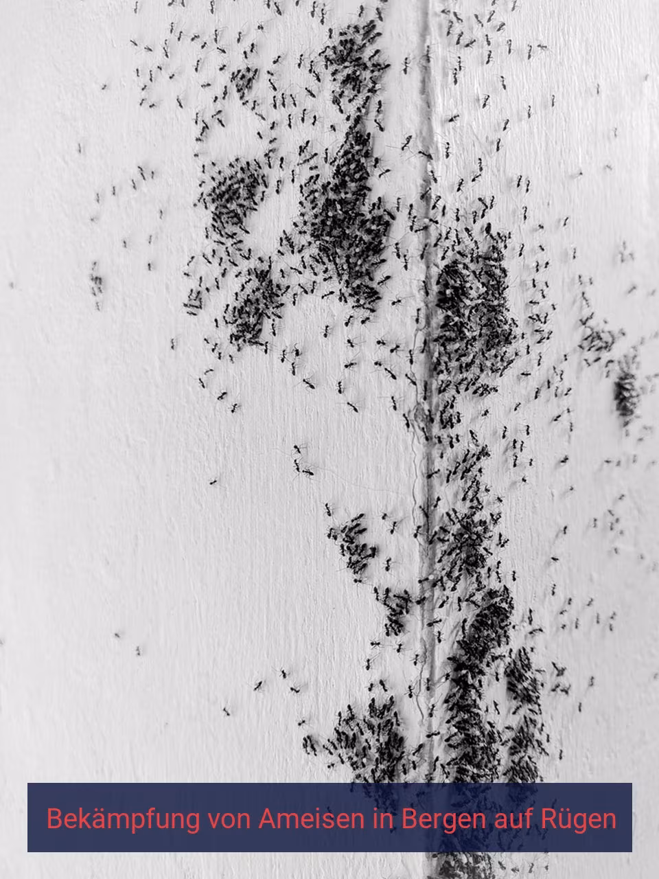 Bekämpfung von Ameisen {Stadt(city_name)