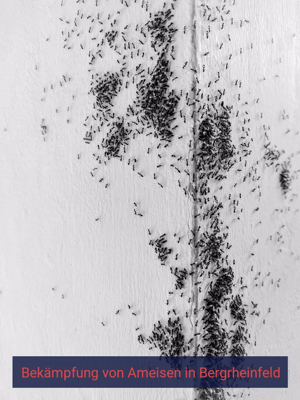 Bekämpfung von Ameisen {Stadt(city_name)