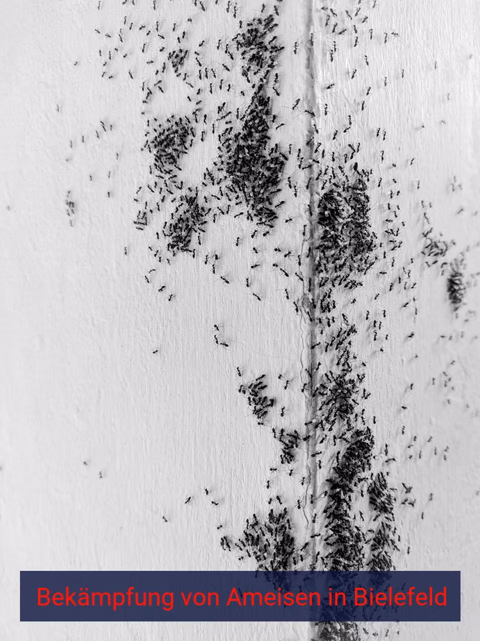 Bekämpfung von Ameisen {Stadt(city_name)