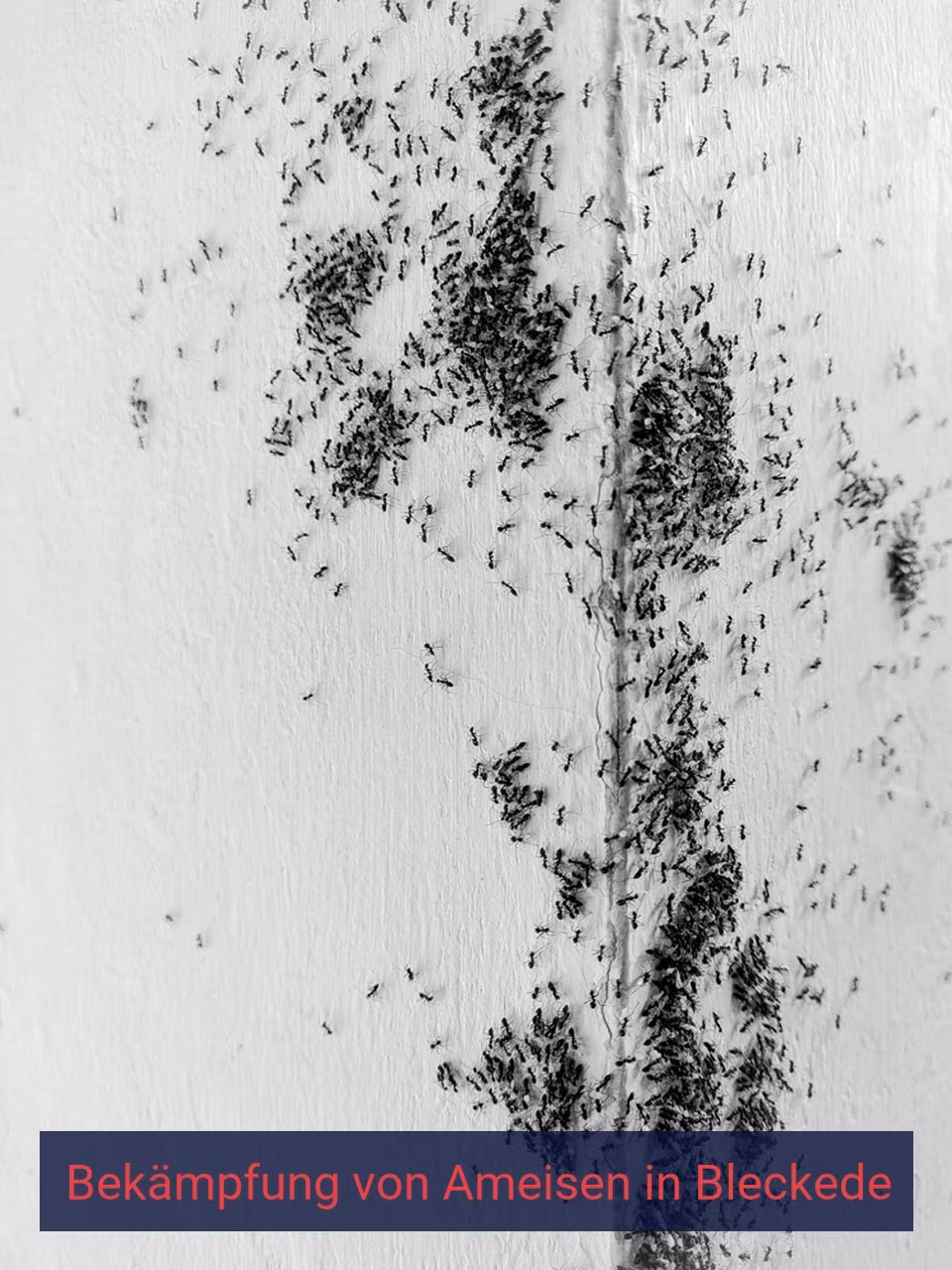 Bekämpfung von Ameisen {Stadt(city_name)