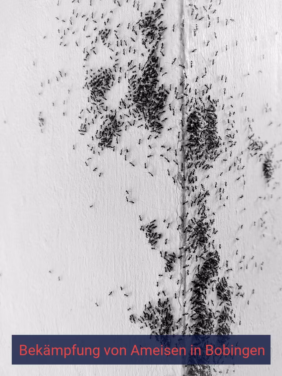 Bekämpfung von Ameisen {Stadt(city_name)