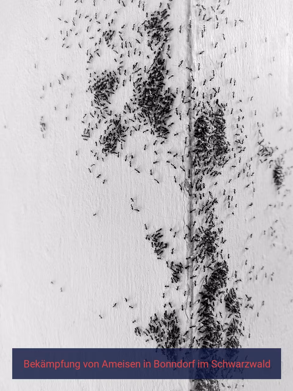 Bekämpfung von Ameisen {Stadt(city_name)