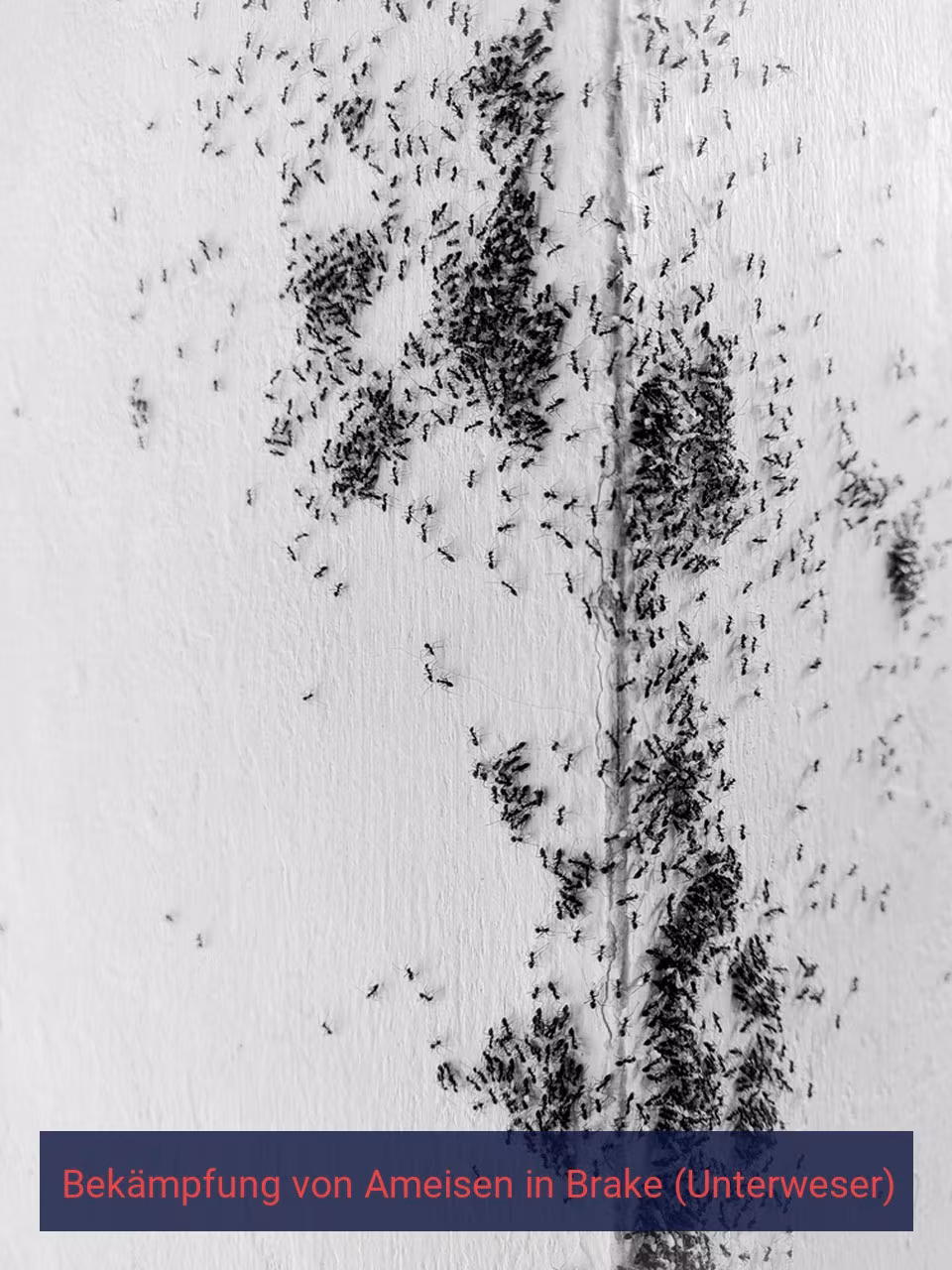 Bekämpfung von Ameisen {Stadt(city_name)