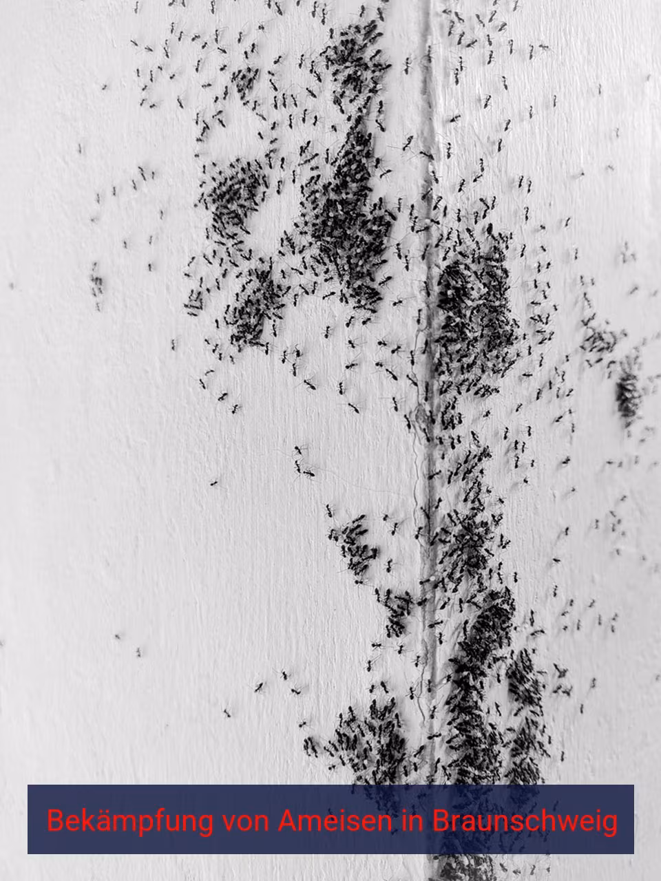 Bekämpfung von Ameisen {Stadt(city_name)