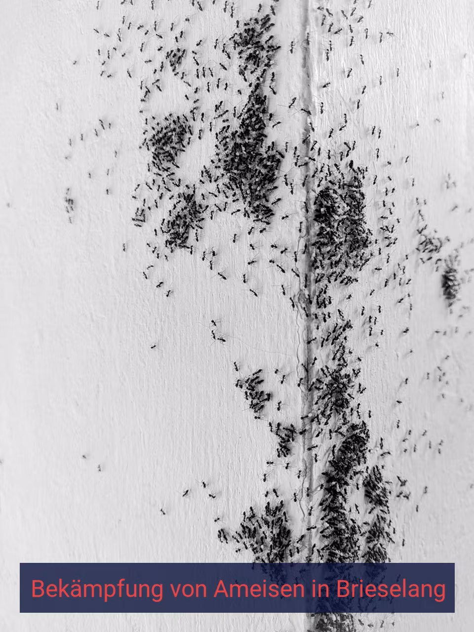 Bekämpfung von Ameisen {Stadt(city_name)