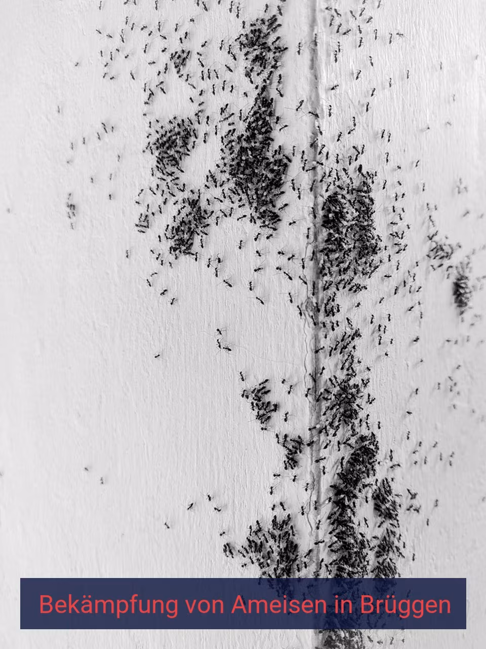 Bekämpfung von Ameisen {Stadt(city_name)