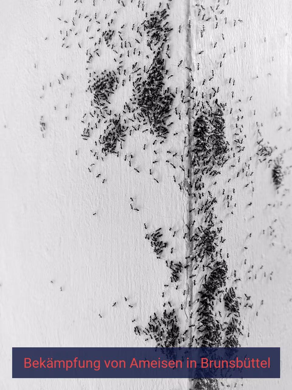 Bekämpfung von Ameisen {Stadt(city_name)