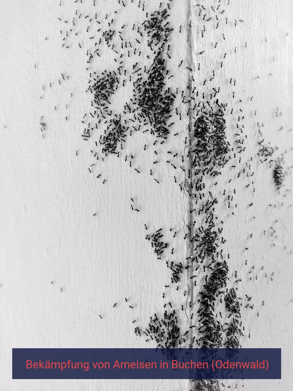Bekämpfung von Ameisen {Stadt(city_name)