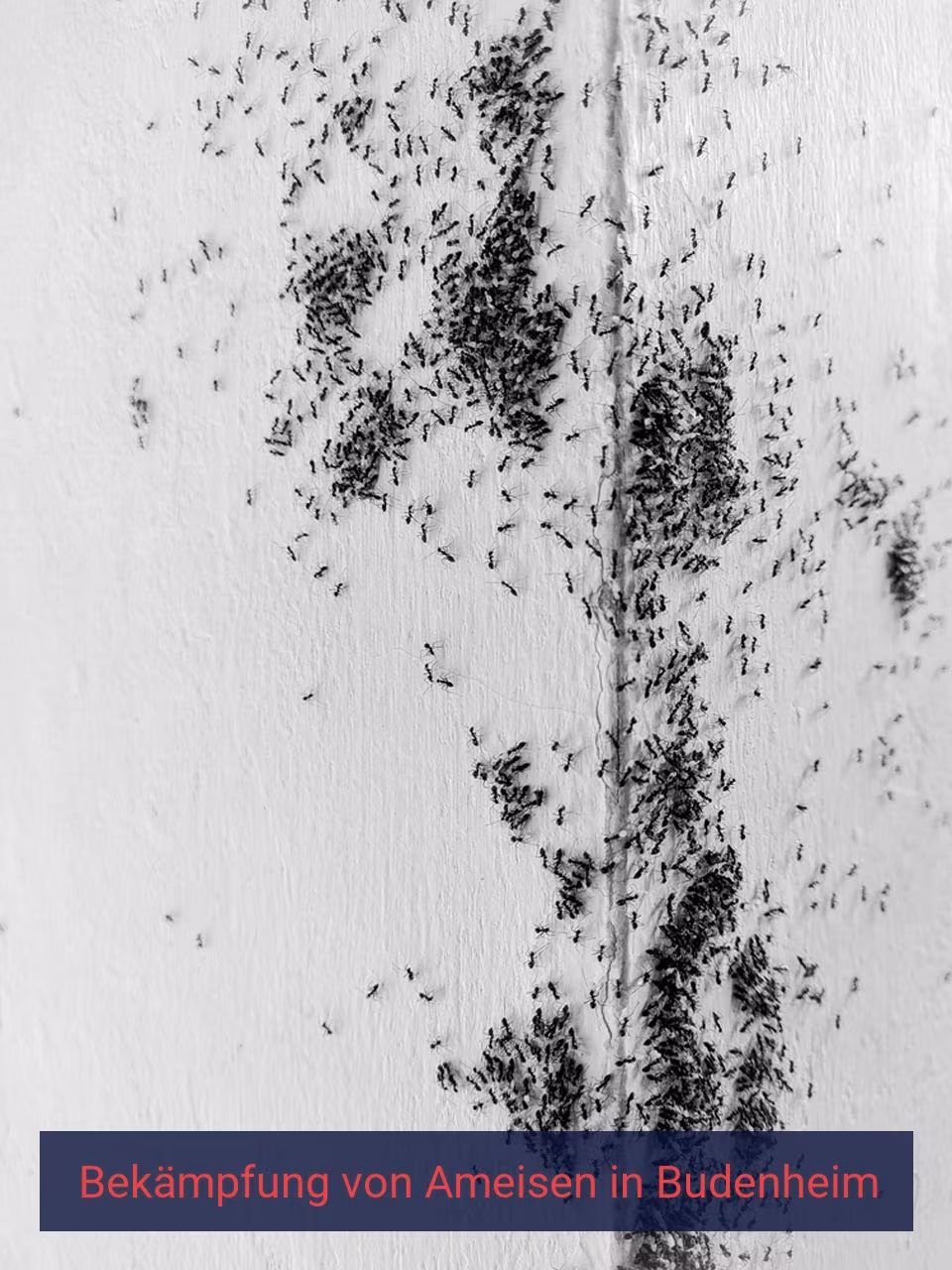 Bekämpfung von Ameisen {Stadt(city_name)