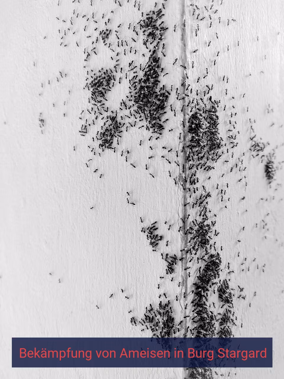 Bekämpfung von Ameisen {Stadt(city_name)