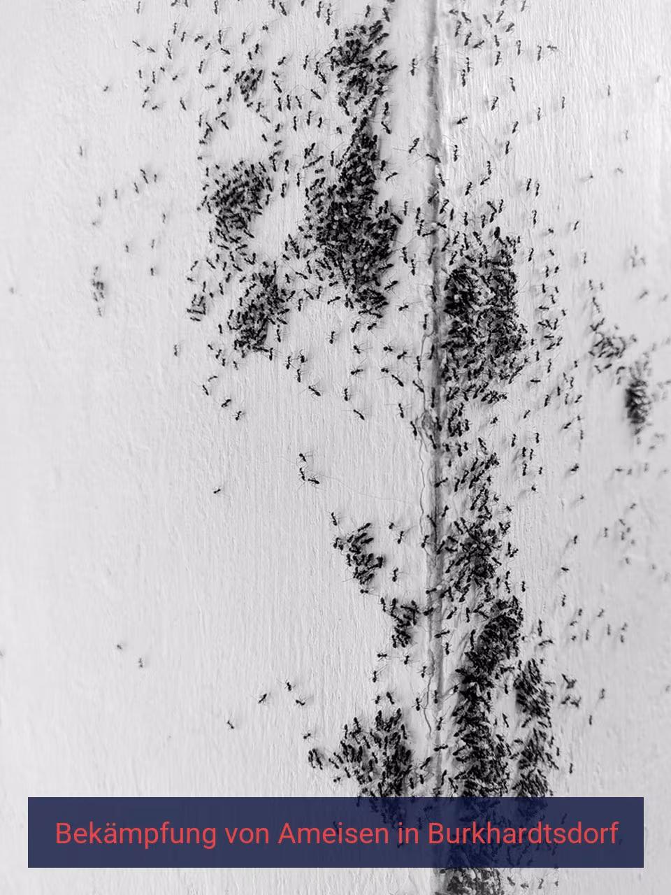 Bekämpfung von Ameisen {Stadt(city_name)
