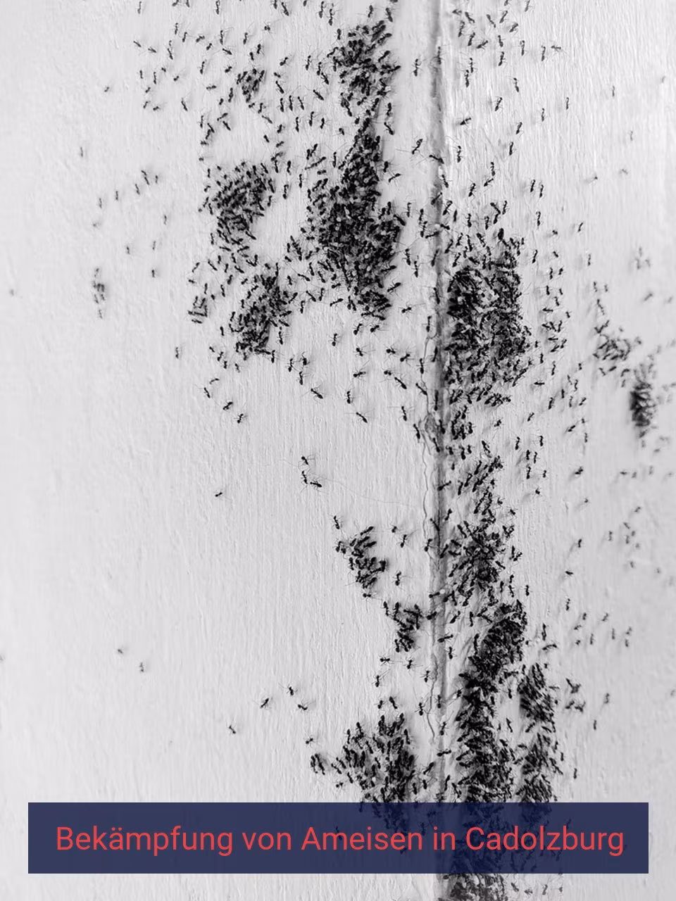 Bekämpfung von Ameisen {Stadt(city_name)