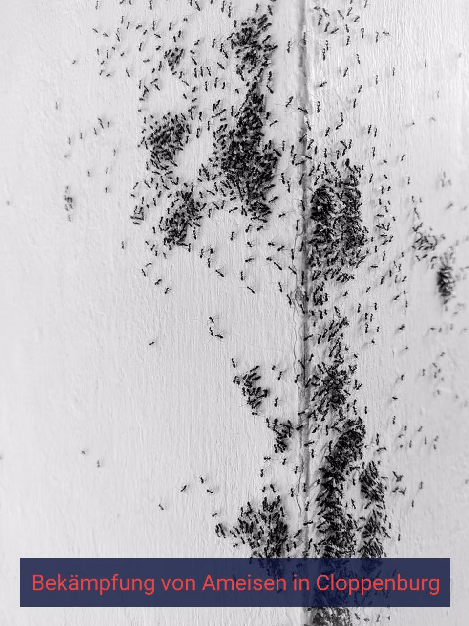 Bekämpfung von Ameisen {Stadt(city_name)