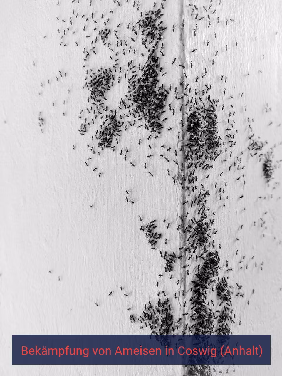 Bekämpfung von Ameisen {Stadt(city_name)