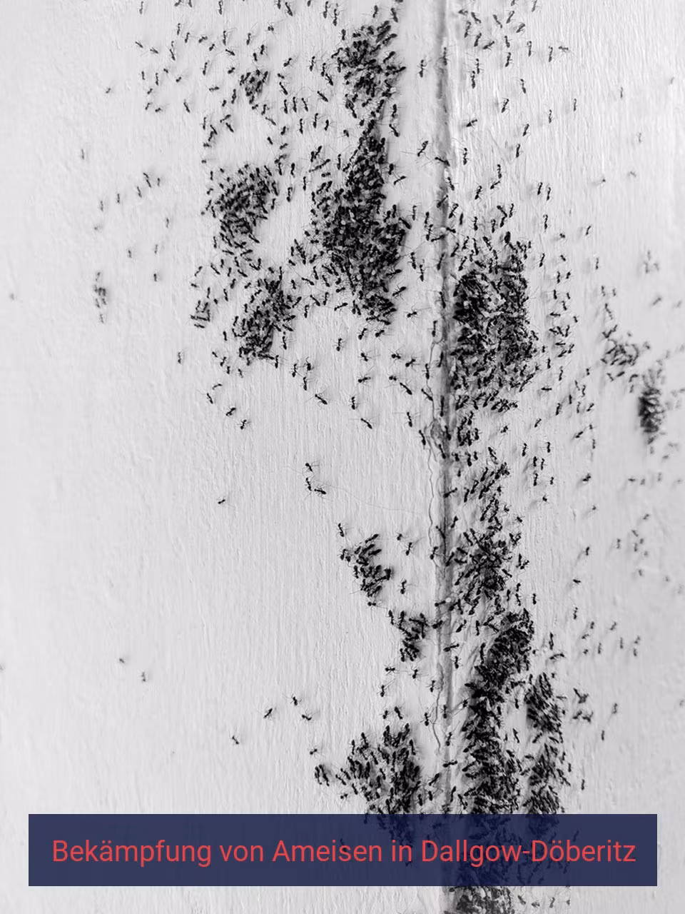 Bekämpfung von Ameisen {Stadt(city_name)