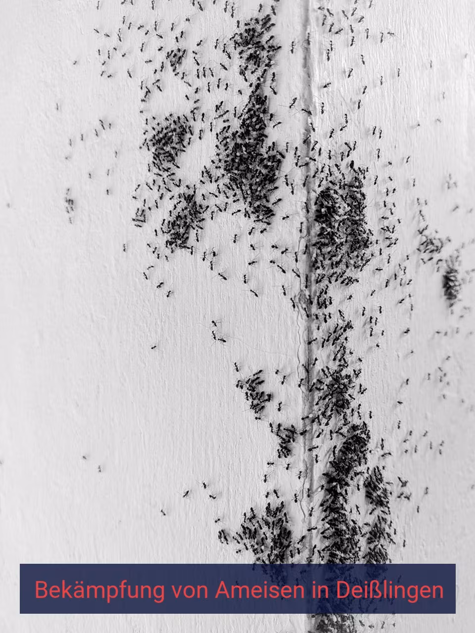 Bekämpfung von Ameisen {Stadt(city_name)