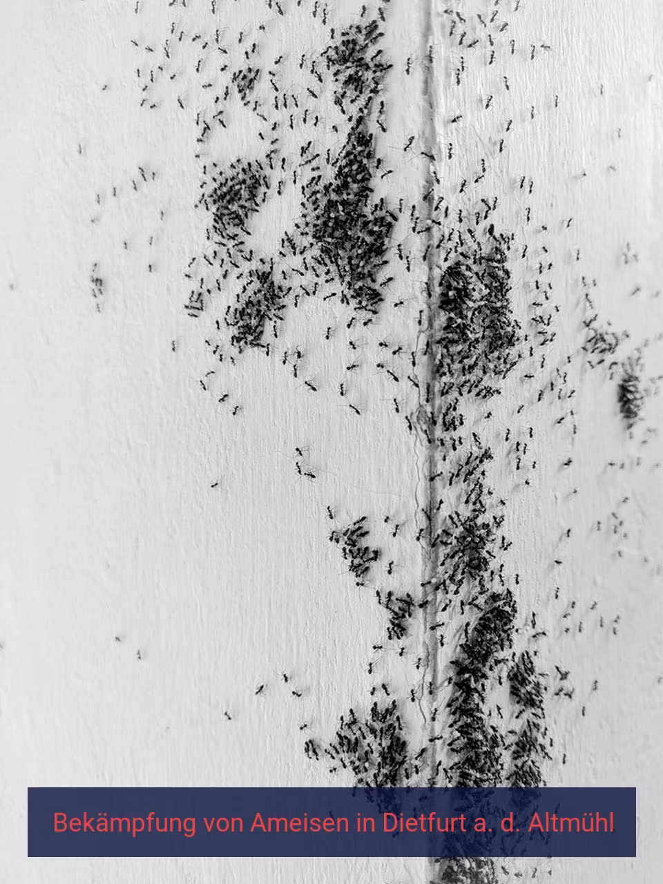 Bekämpfung von Ameisen {Stadt(city_name)