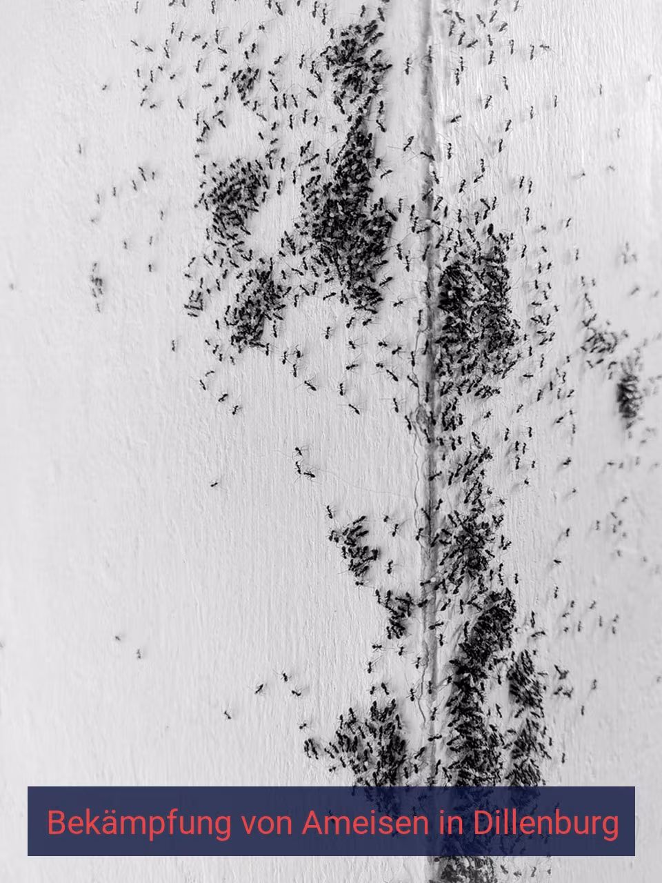 Bekämpfung von Ameisen {Stadt(city_name)