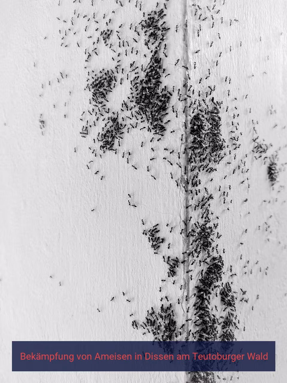 Bekämpfung von Ameisen {Stadt(city_name)