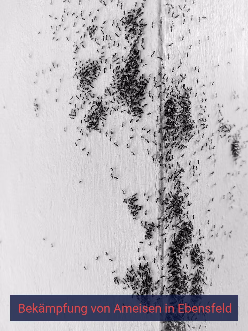 Bekämpfung von Ameisen {Stadt(city_name)