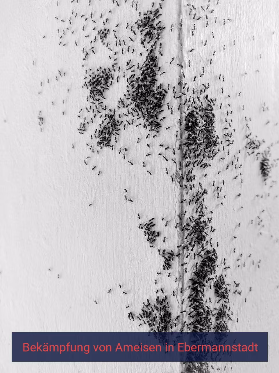 Bekämpfung von Ameisen {Stadt(city_name)