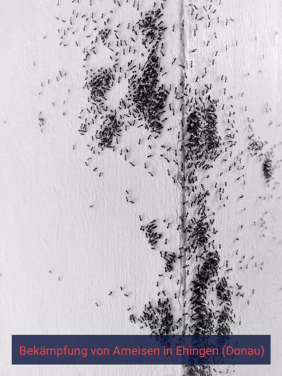 Bekämpfung von Ameisen {Stadt(city_name)