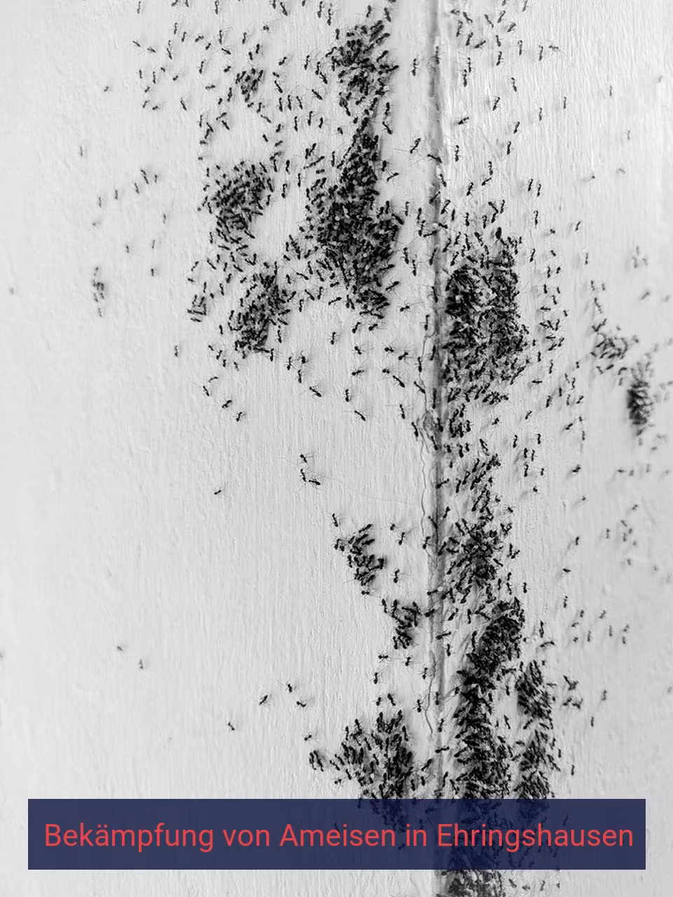 Bekämpfung von Ameisen {Stadt(city_name)