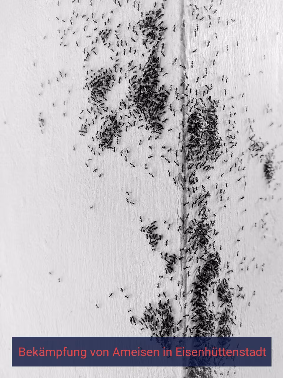 Bekämpfung von Ameisen {Stadt(city_name)