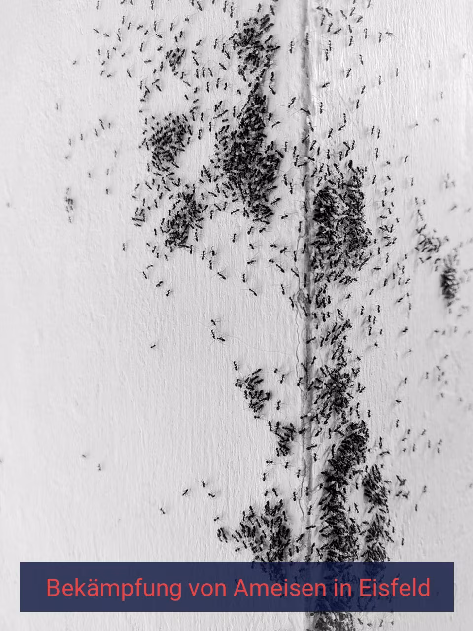 Bekämpfung von Ameisen {Stadt(city_name)