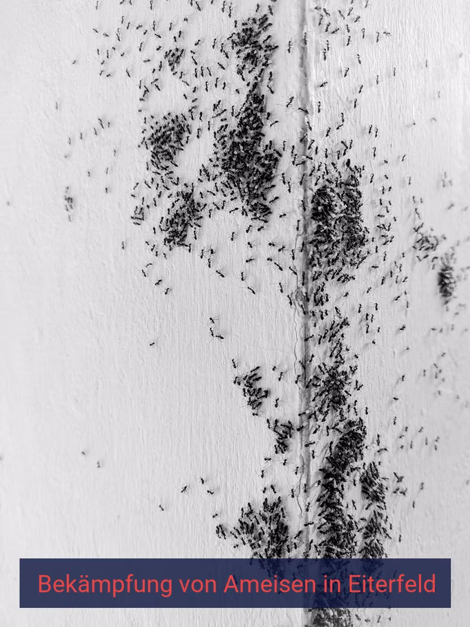 Bekämpfung von Ameisen {Stadt(city_name)