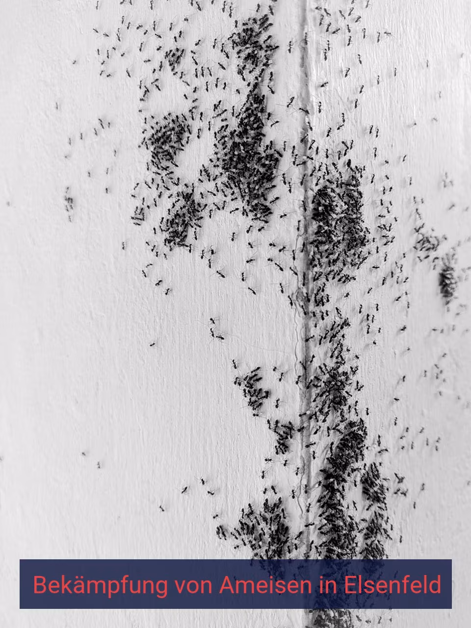 Bekämpfung von Ameisen {Stadt(city_name)