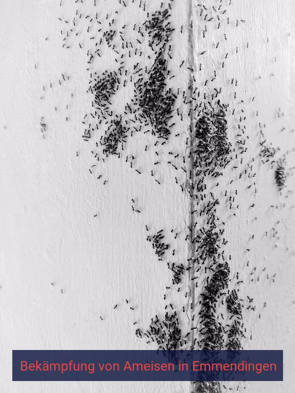 Bekämpfung von Ameisen {Stadt(city_name)