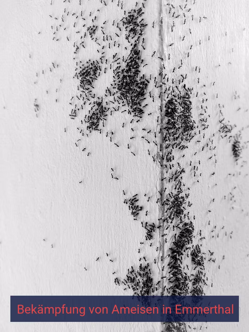 Bekämpfung von Ameisen {Stadt(city_name)