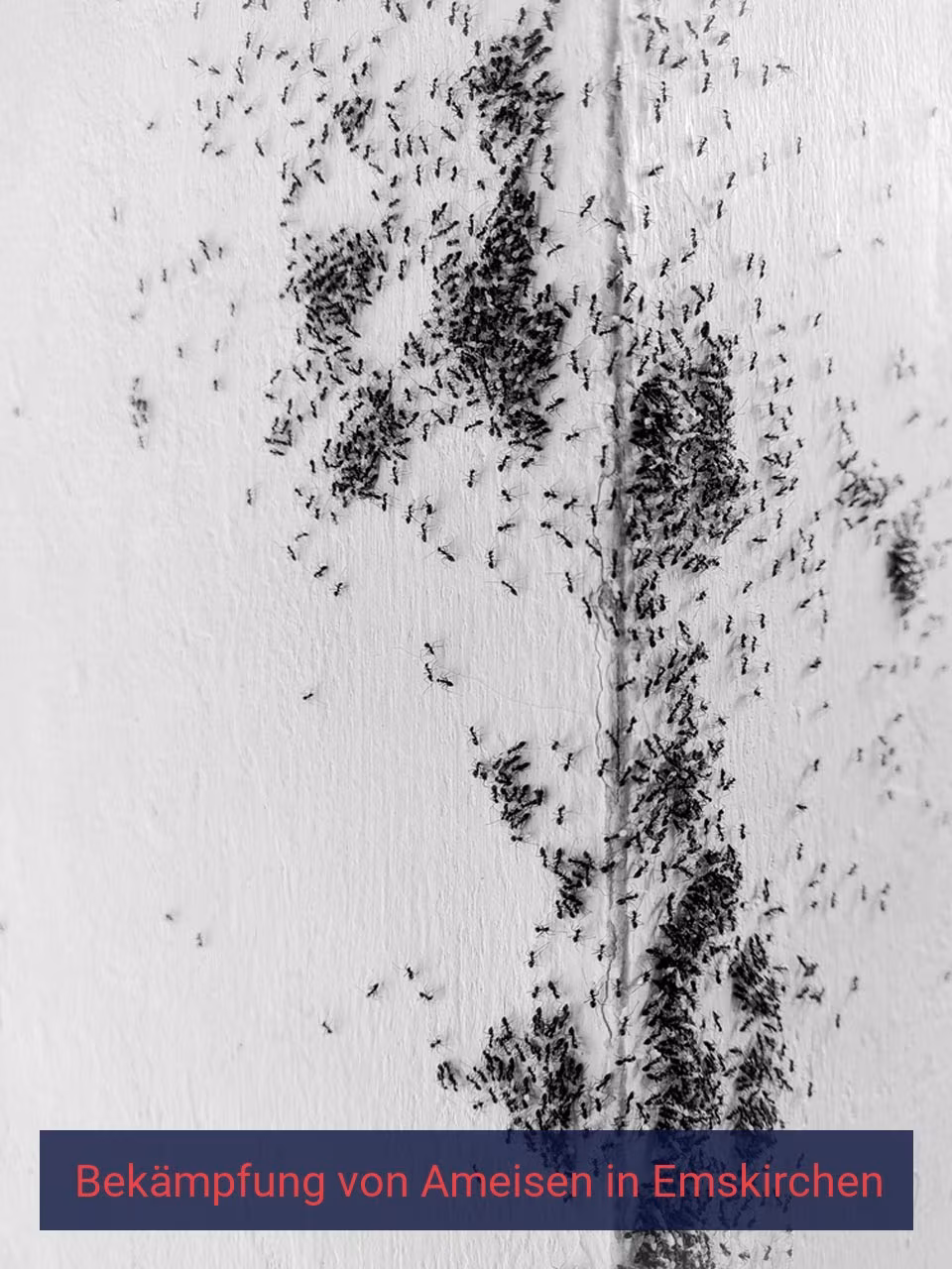Bekämpfung von Ameisen {Stadt(city_name)