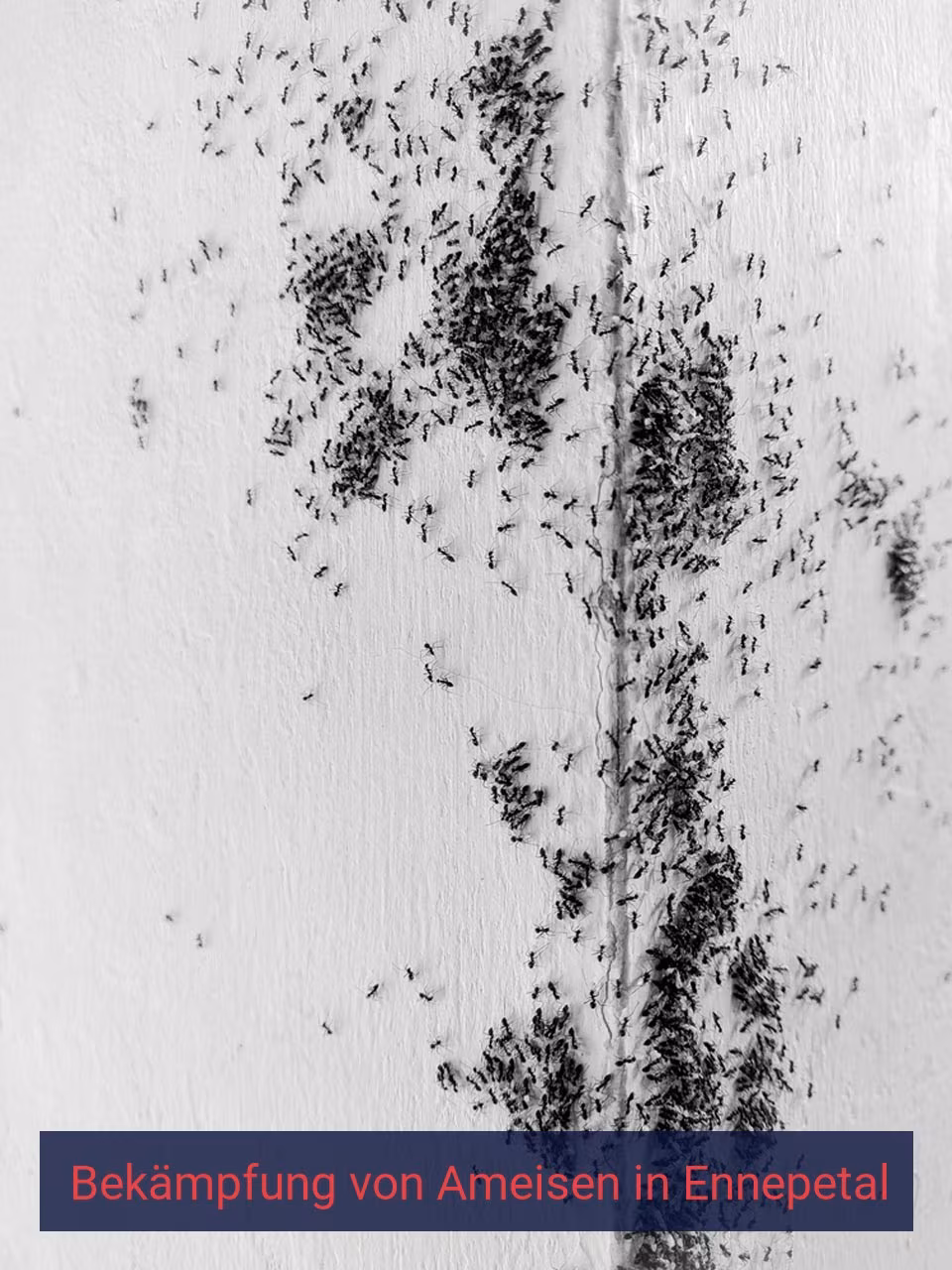 Bekämpfung von Ameisen {Stadt(city_name)