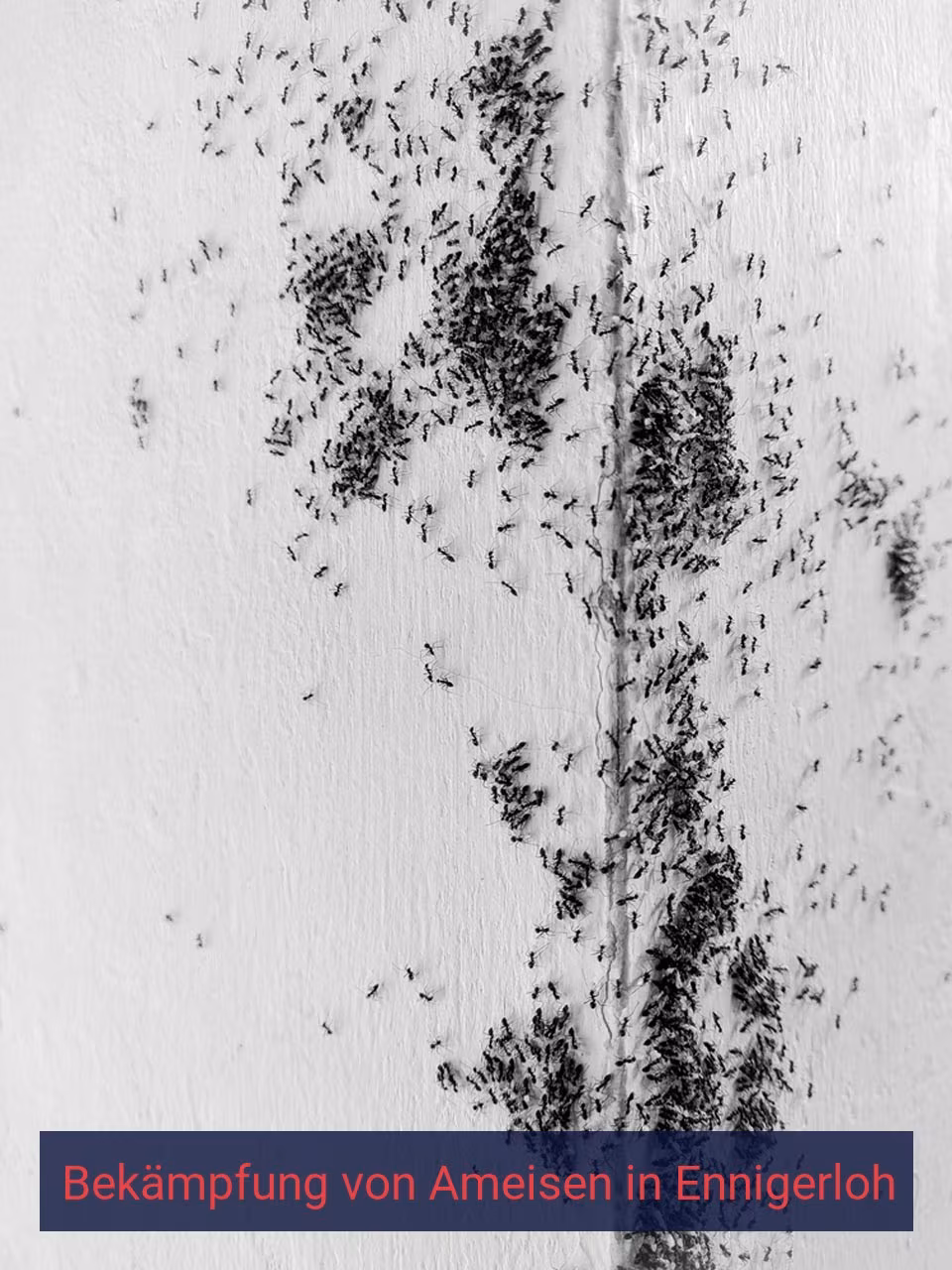 Bekämpfung von Ameisen {Stadt(city_name)