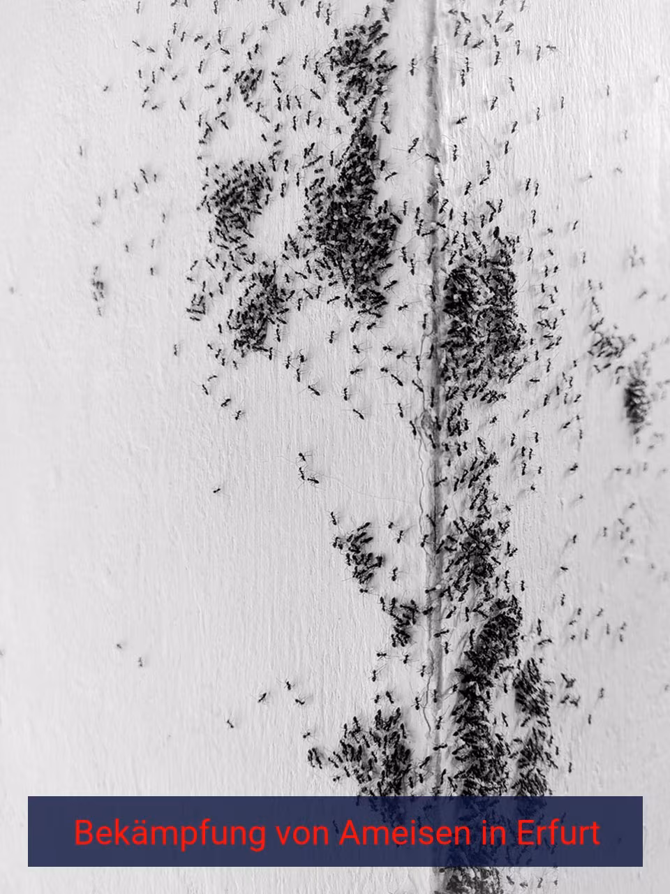 Bekämpfung von Ameisen {Stadt(city_name)