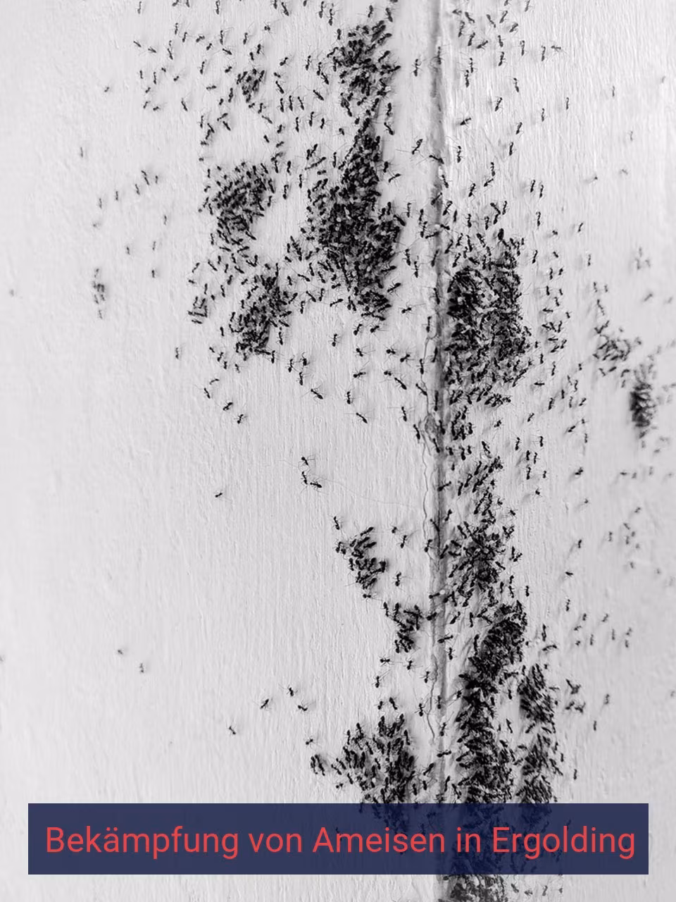 Bekämpfung von Ameisen {Stadt(city_name)